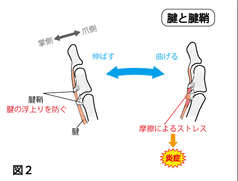 パイプ構造になっている鞘(さや)の中を、腱(けん)が通っており、それが伸縮することで、指を曲げている。